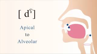 dˤ  voiced unaspirated pharyngealized apical alveolar stop [upl. by Aitnyc]