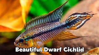 APISTOGRAMMA AGASSIZII  DWARF CICHLID [upl. by Nnylatsyrc183]