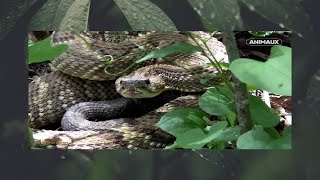 A la recherche du mystérieux serpent Documentaire nature sudaméricain [upl. by Heddie]