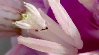 Orchid Mantis Catching Prey [upl. by Divine]