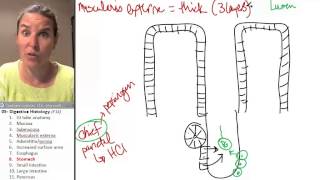 Digestive histology 8 Stomach [upl. by Salkin]