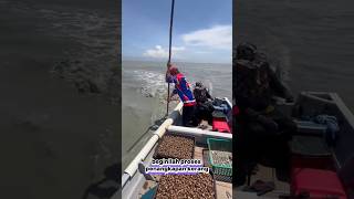 Cara menangkap kerang di pinggir pantaishortsshorttrendinguniquefyp [upl. by Amye]