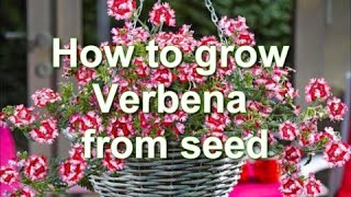 How to Grow Verbena from Seed Verbena plants for growing in pots  Alexas Garden [upl. by Nelrah]