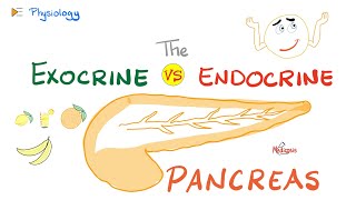 Pancreatic Enzymes amp Hormones  Exocrine vs Endocrine  Gastrointestinal GI Physiology Lectures [upl. by Kisor888]