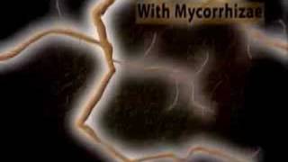 See how mycorrhizae and mycorrhizal fungi absorb nutrients o [upl. by Anahsit115]