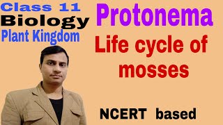 Protonema Life cycle of mosses [upl. by Hambley626]