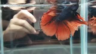 What is a Double Tail Betta Fish  Facts About Them [upl. by Aysa]