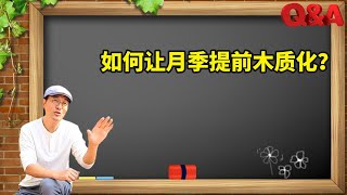 花友疑问51：如何让月季的枝条提前木质化？rose branch lignification [upl. by Gauthier]