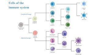 Cells of the Immune System Brittany Anderton [upl. by Nospmis]