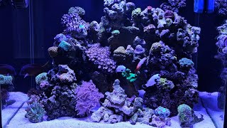 Innovative Marine 40 Gallon AIO Saltwater Aquarium [upl. by Manup]