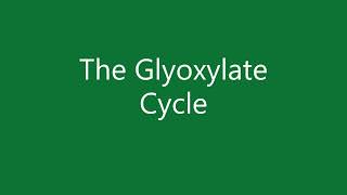 24 The glyoxylate cycle [upl. by Montgomery322]