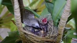 Baby Birds Eating and Pooping YellowVented Bulbul [upl. by Ahidam]