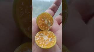 Calamansi Plant  Calamondin Orangeshorts [upl. by Lorrimor496]