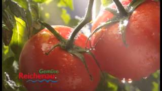 Tomate Inselperle  ReichenauGemüse eG [upl. by Kendrick]