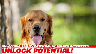 Unlocking Agility Potential in Golden Retrievers [upl. by Ardath]