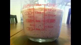 TimeLapse of the Rise and Fall of Sourdough Starter [upl. by Immanuel979]