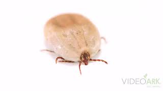 A female American dog tick Dermacentor variabilis in Lincoln NE [upl. by Akin]