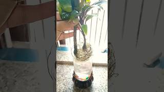 Cordyline plant garden nature  viral short [upl. by Arikihs]