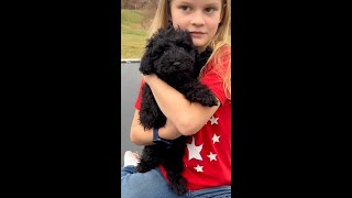 All Available Schnoodle Puppies Bonnie Maya and Calla [upl. by Ricker685]