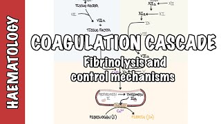 Coagulation Cascade and Fibrinolysis  clotting factors regulation and control mechanism [upl. by Dinse]