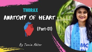 Anatomy of Heart Part 1  Bangla Demonstration of Heart  Viscera of Heart  Heart Demonstration [upl. by Ileek]