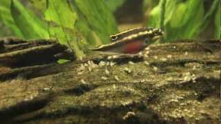 Kribensis cichlid fry amazing Pelvicachromis pulcher [upl. by Macnamara]