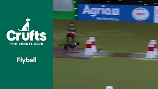 Flyball Team QuarterFinals  Crufts 2022 [upl. by Esiocnarf]