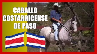 🐴🇨🇷 Caballo Costarricense de Paso quotGitanoquot [upl. by Pippo]