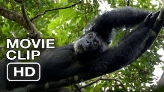 SURF MOVIE EDITED by an ACTUAL CHIMPANZEE [upl. by Lotsyrc]