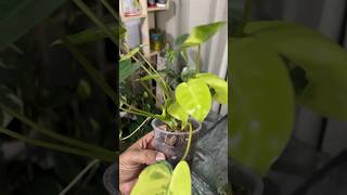 Philodendron Brule Marx Super Variegated Plant [upl. by Dareg]