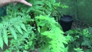 Male Fern – A Medicinal Herb [upl. by Zales]