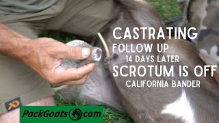 FOLLOW UP How to Castrate Your Goats with the California Bander [upl. by Carlee939]