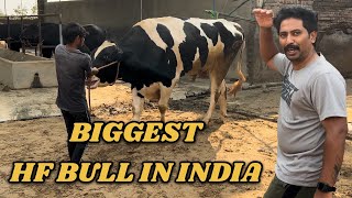 ഇന്ത്യയിലെ ഏറ്റവും വലിയ HF കാള 🐄 Biggest HF Bull in india Hunter Bull  lakshmi dairy farm punjab [upl. by Anitsyrc280]