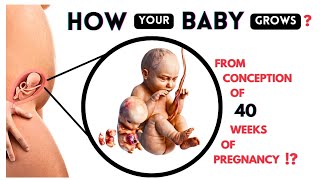 How Your Baby Grows  pregnancy [upl. by Neerihs]