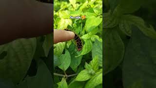 Caterpillar eating leaves caterpillar larva [upl. by Cirad]