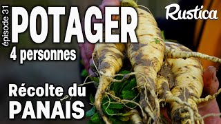 Potager pour 4 Personnes 31 récolter le panais [upl. by Asselam]