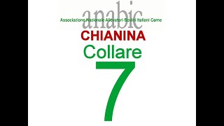 Chianina Collare 07  IT049990020672 [upl. by Anwad]