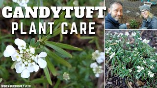 🍭 Candytuft Care  Evergreen Candytuft  SGD 332 🍭 [upl. by Armilda]