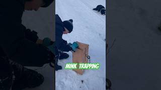 Trapping Mink Finding Tracks amp Setting Traps trapping mink conibeartrap [upl. by Adama428]