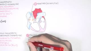 Cardiology  Cardiac Output [upl. by Izzy]