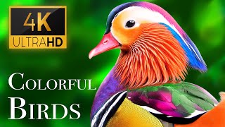 The Most Colorful Birds in 4K  Beautiful Birds Sound in the Forest  Scenic Relaxation Film [upl. by Nyrehtak172]