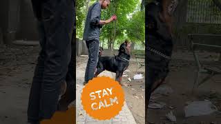 How to train Rottweilers Rottweiler easy to train  Training Big Dogs shorts rottweiler [upl. by Ettennat157]