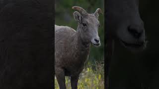 Bighorn Sheep wildlife nature colorado [upl. by Neumann448]