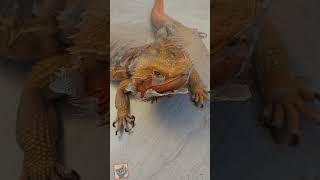 Cute bearded dragon Beardie shedding behavior [upl. by Nojid]