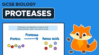 Digestive Enzyme Proteases  GCSE Biology [upl. by Brana]