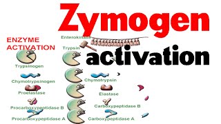 Zymogen activation [upl. by Earvin]