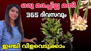 ഒരു മരച്ചില്ല മതി 365 ദിവസവും ഇഞ്ചി വിളവെടുക്കാം  Ginger cultivation at home garden [upl. by Kruger]