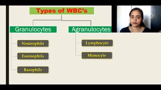 The Circulatory System  lecture 5  Types of WBCs Granulocytes Agranulocytes [upl. by Artaed456]