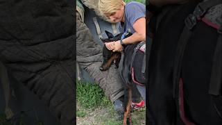 😮Dobermans Death Grip Service Dog Training GUARDODESSA Odessa Ukraine [upl. by Dov]