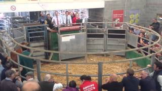 Champion Sedgemoor potential show cattle 2015 [upl. by Medora]